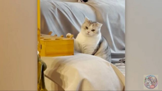 Тайная жизнь домашних животных