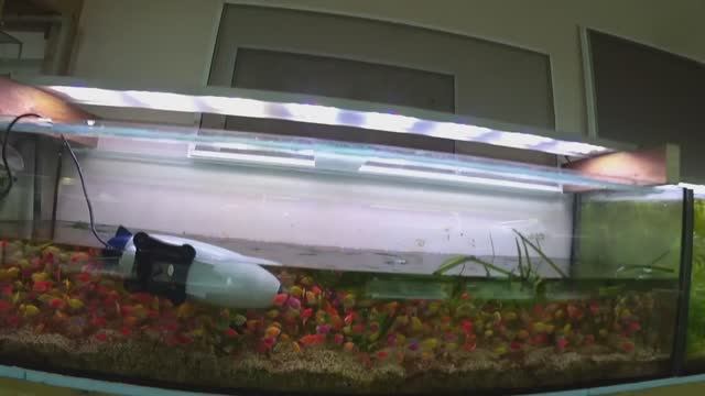 Будни Аквариумиста. Собрал порцию червя, участил подмены для Тернеции и другое.