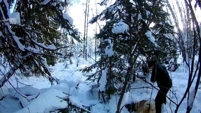 Охота на соболя в Сибири