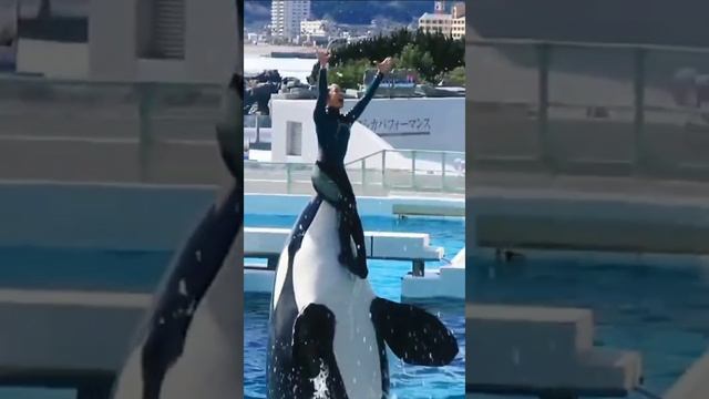 Касатка танцует с девушкой
