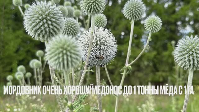 Посев мордовника в зиму