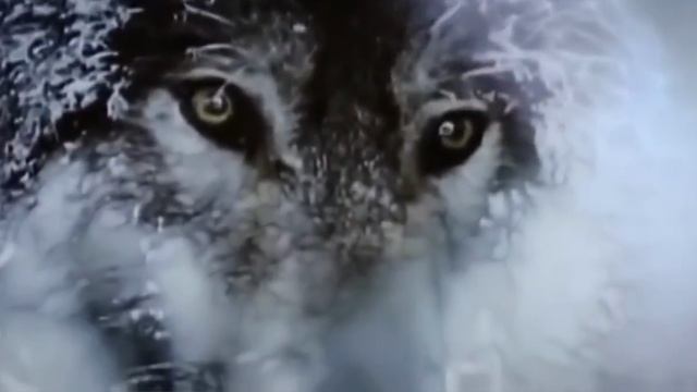 Кыыһар сардаҥалаах Кыһыл Үруйэ, 2 часть