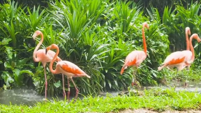 Розовый фламинго / Pink flamingo