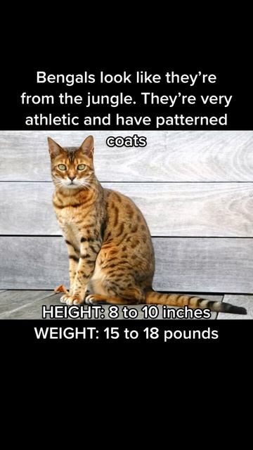 Largest Cat Breeds in the World #shorts #cats #cat