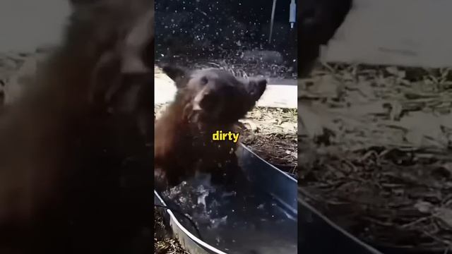An amazing experience #animals #cuteanimal #shortvideo