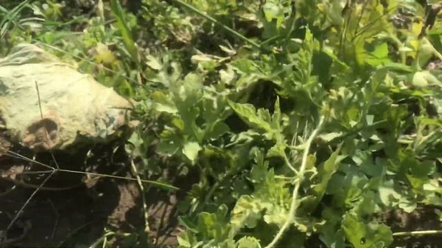 🇺🇦Арбуз Янусик (31.07.23)