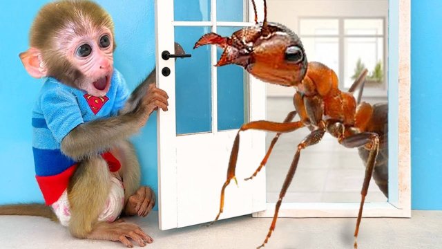 Обезьянка Малыш Чичи кушает попкорн|Чичи встречает муравья|Малыш Чичи