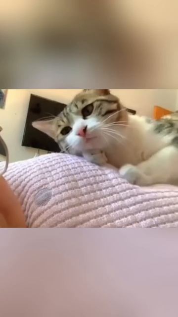 Самые лучшие друзья