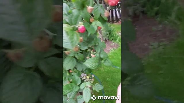 Сладкий вкус малины на губах...