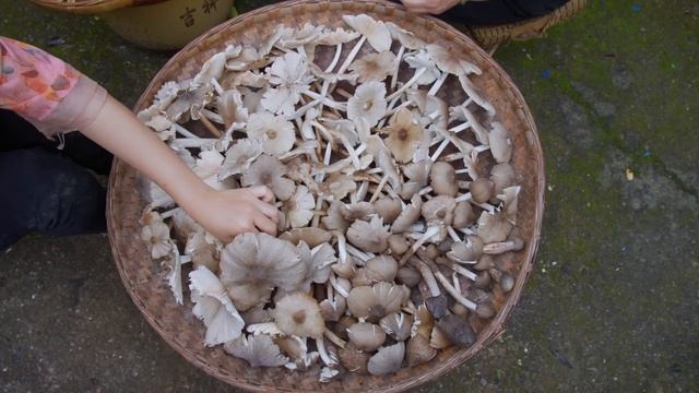 得尝一次，终身难忘——鸡枞油【滇西小哥】