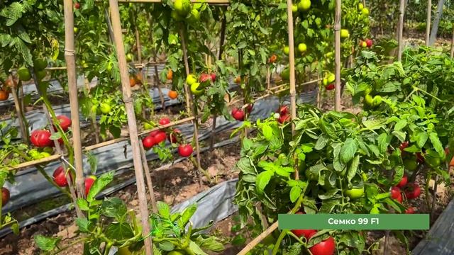 Влог из Вьетнама Финал