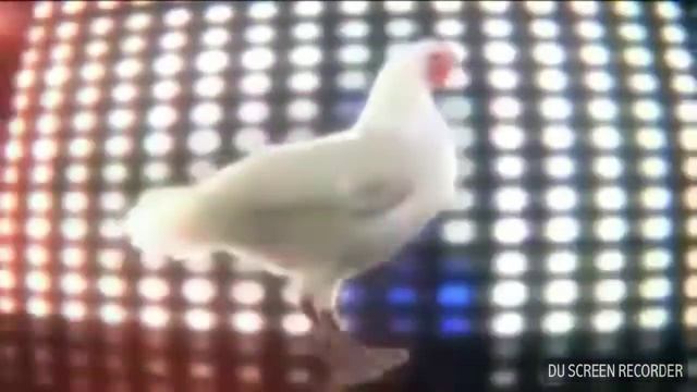 Веселая песня куриц😂😂😂