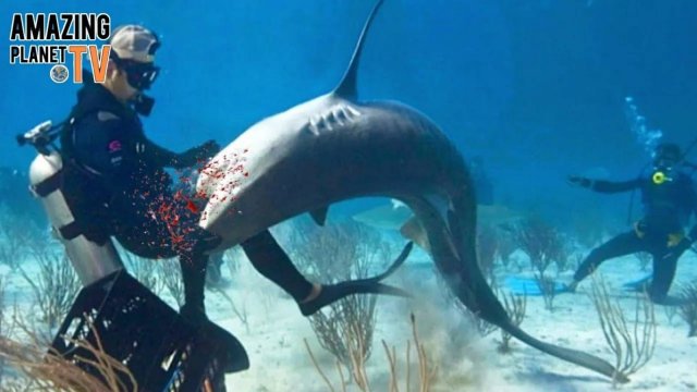 ТОП-10 самых жутких нападений акул на людей