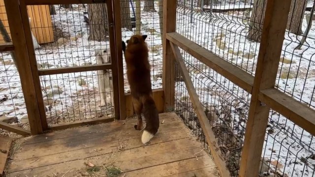 Лиса-Алиса. Лис Игнис общается с Белым.