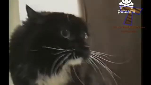 Весёлые песни