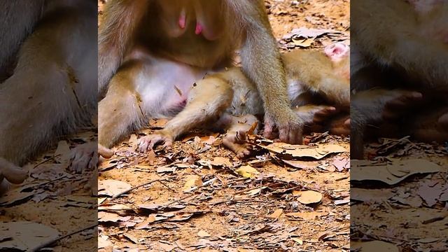 Oh no monkey Libby chasing bitte Leo grab himm so bad not sure Libby none stop hurt Leo when he com