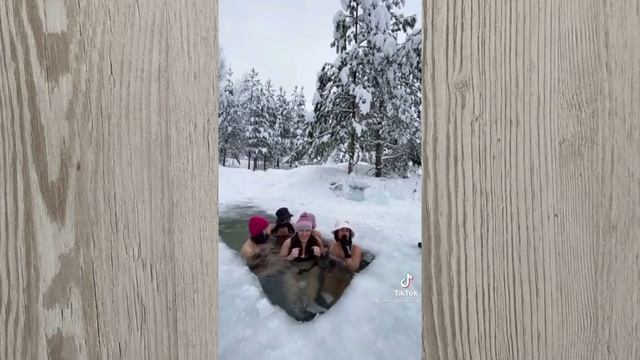 Моржи