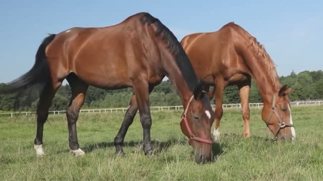 Названия и звуки морских животных для детей на английском! Изучаем диких животных! Животные для дете