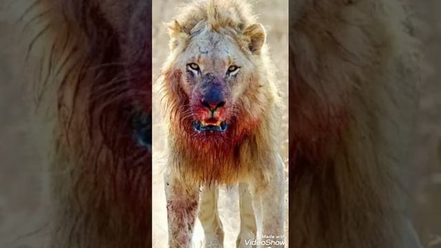 Песня - Лев