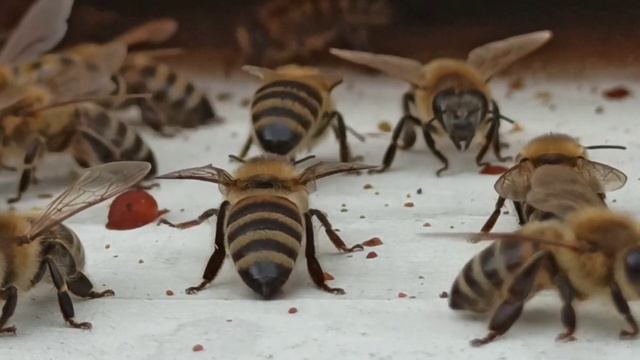 Шмели Пчелы Шершни их Укусы и почему они Жалят