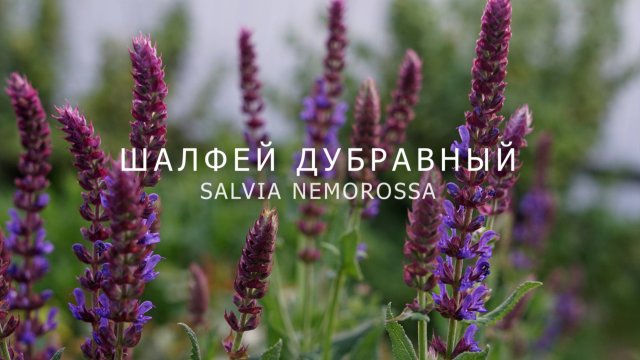 ШАЛФЕЙ ДУБРАВНЫЙ ОТ ПОСЕВА И ДО ЦВЕТЕНИЯ (SALVIA NEMOROSSA)