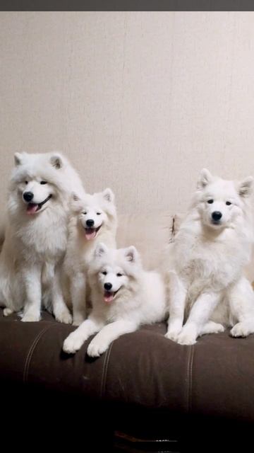 самоед