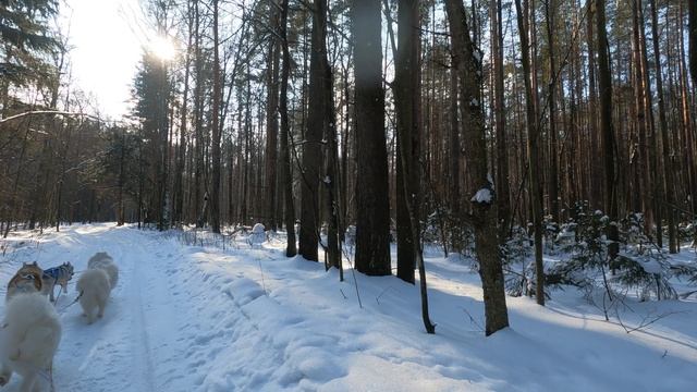 упряжка-2025-02-22-миша