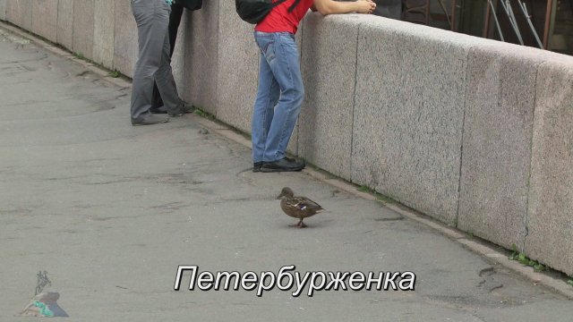 Петербурженка