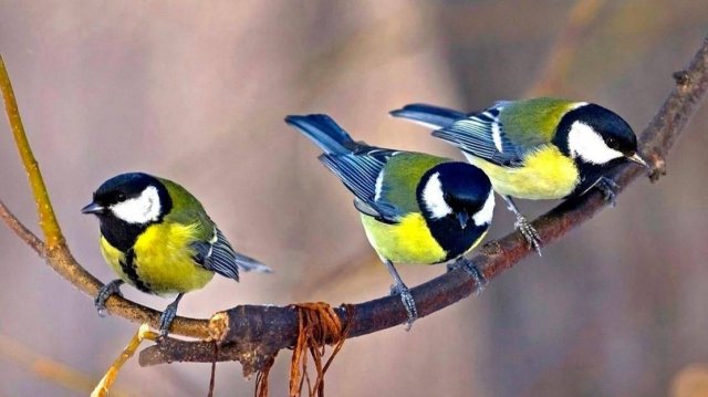 КАК ОПРЕДЕЛИТЬ ПОЛ СИНИЦЫ ОЧЕНЬ ПРОСТО