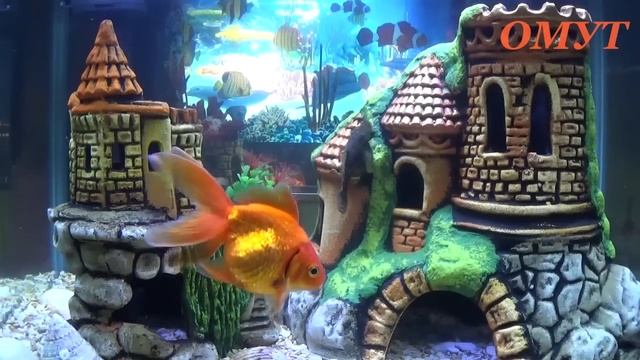 402. Пуд пшена, Пуд мака Христос Воскрес колдунам наперерез.