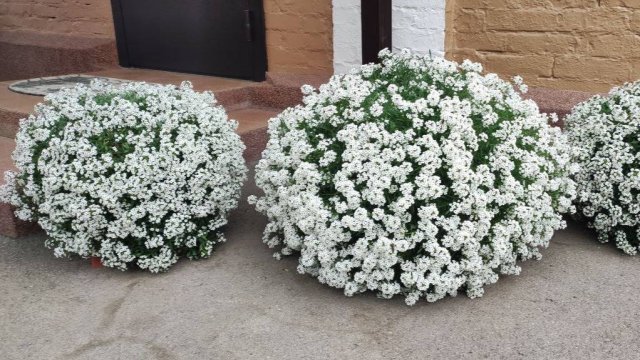 Как Вырастить Роскошный Алиссум Snow Princess.  Содержание алиссума зимой. Как формировать куст.