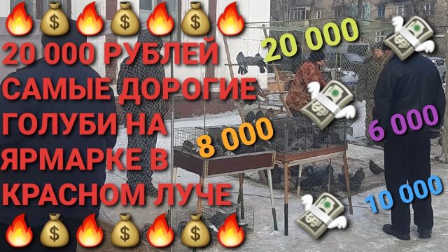 💰🔥💰 20 0000 рублей! Самые дорогие голуби на выставке-ярмарке в г.Красный Луч. Николаевские голуби