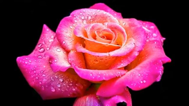 Relaxing music - saxophone and roses;Релаксираща музика - саксофон и рози