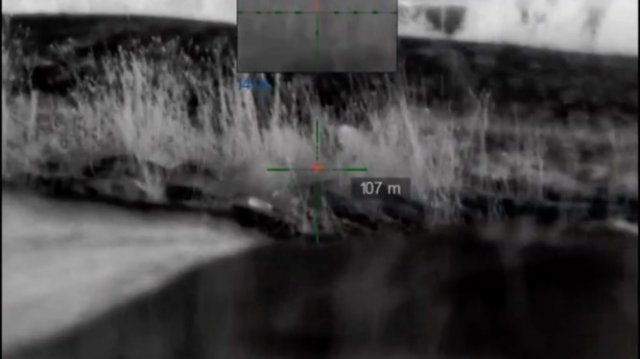 Лис на встречке