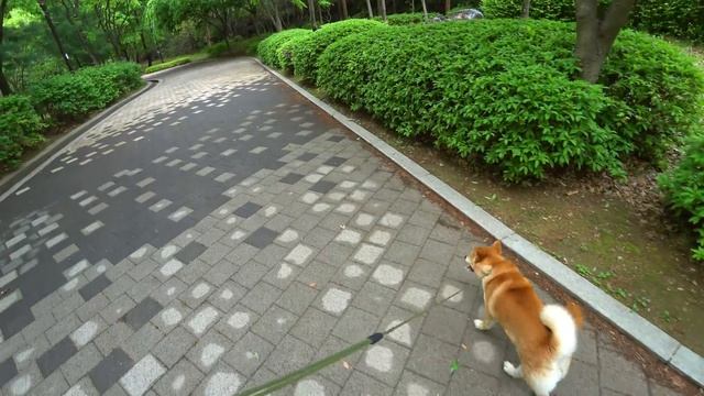 Корея утопает в цветах ^^ Влог + прогулка по району ;) KOREA VLOG