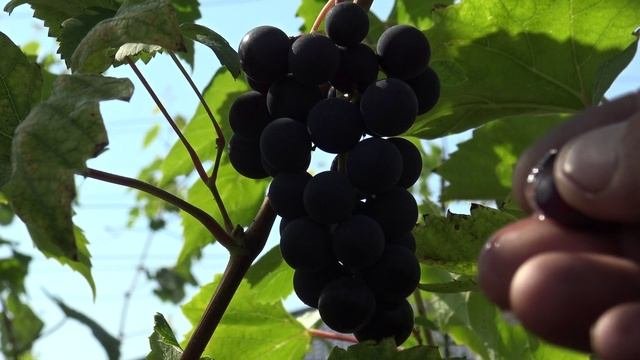 Виноград Алёна 2024г