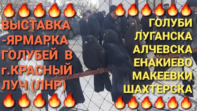 🕊🕊🕊 Голуби Луганска, Алчевска, Енакиево, Шахтерска на выставке-ярмарке в г.Красный Луч.