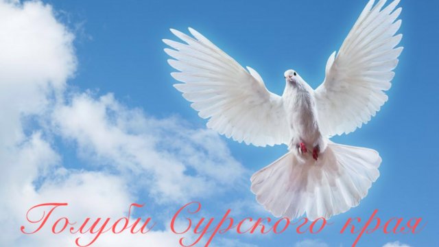 Голуби Пензенской области