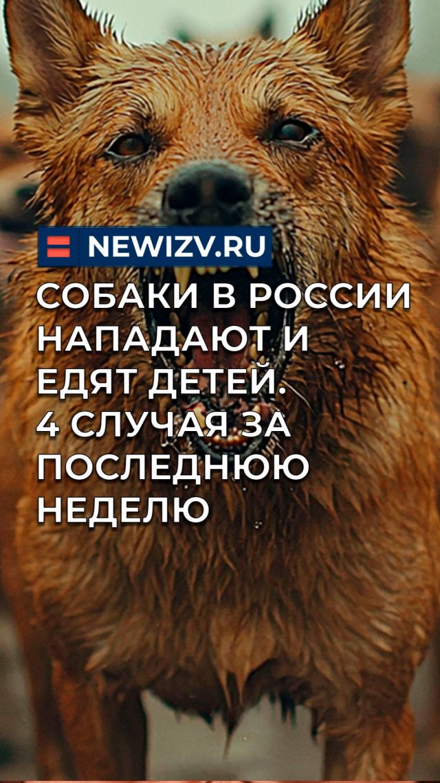 Собаки в России нападают на детей. 4 случая за последнюю неделю