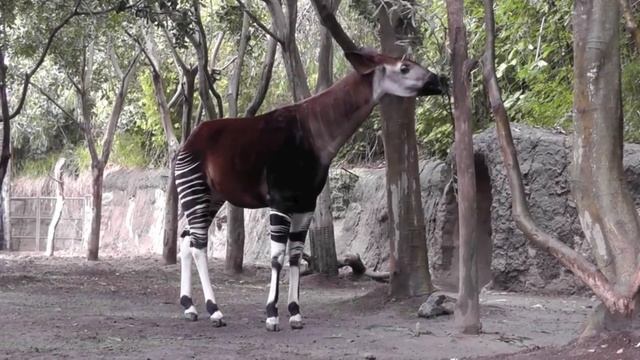 Обучение для детей - Животные зоопарка -  Жираф, Панда,  Слон, Зебра, Крокодил