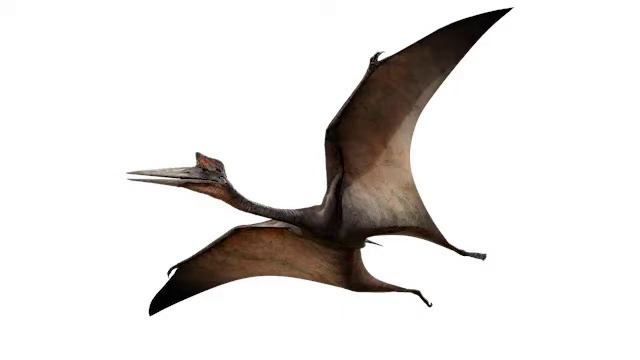 Quetzalcoatlus Sounds
