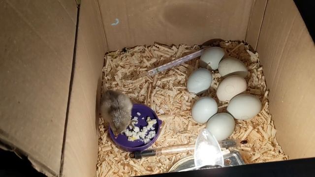 🐣🐤🐥 Самодельный инкубатор из коробки - что из этого вышло 🐣🐤🐥