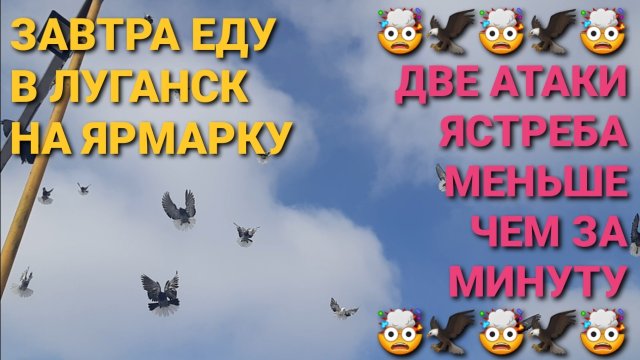 🤯🔥🤯 Две атаки ястреба меньше чем за минуту! Завтра еду на ярмарку голубей в Луганск.