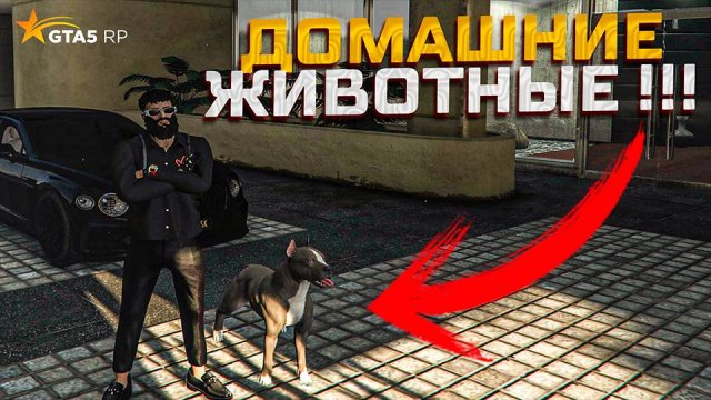 Домашние животные в GTA 5 RP! Дрессировка? Кормление! Как купить?