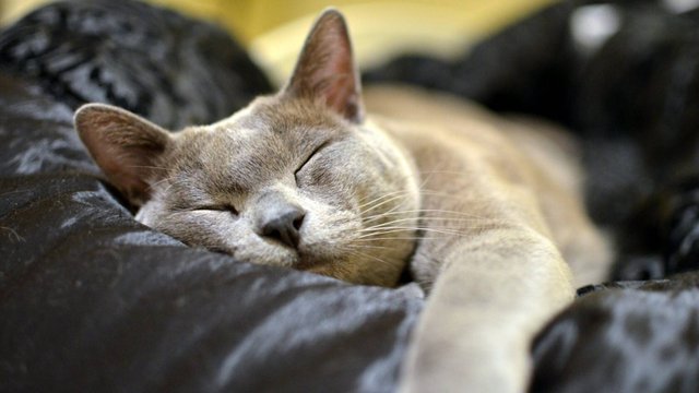 Котомафия
