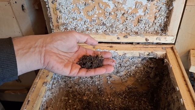 Огневка ПЖВМ , Восковая моль, Пчелиная Огнёвка, Личная пасека и ферма