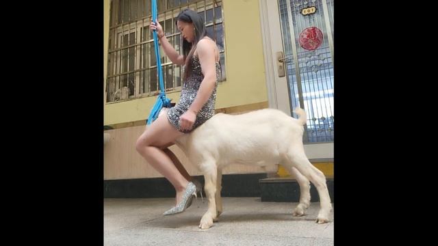 Sheep Riding sheepridingovejas Schafreiten езда на овцах
