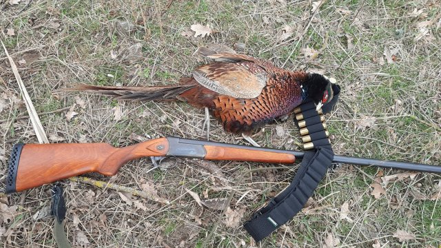 Охота на фазана и зайца