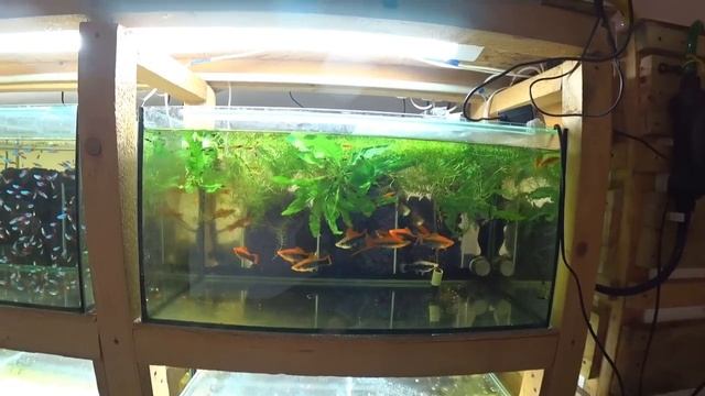 Будни Аквариумиста. С разводни.