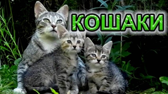 Котята